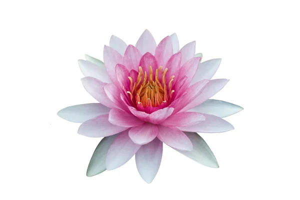 Red lotus isolated on black — Stock Photo, Image