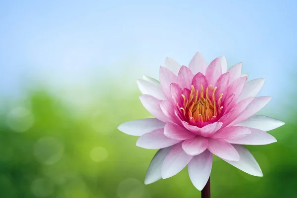 stock image Red lotus on spring background