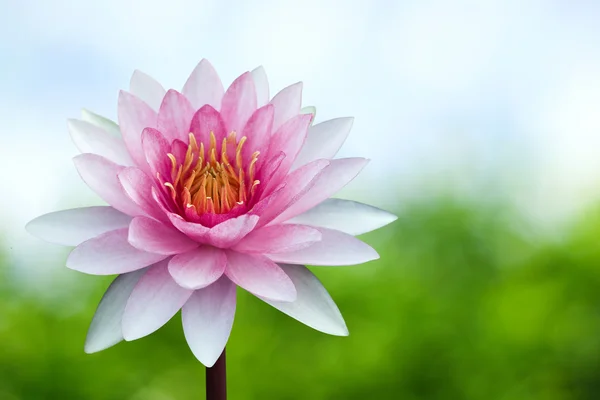 stock image Red lotus on spring background