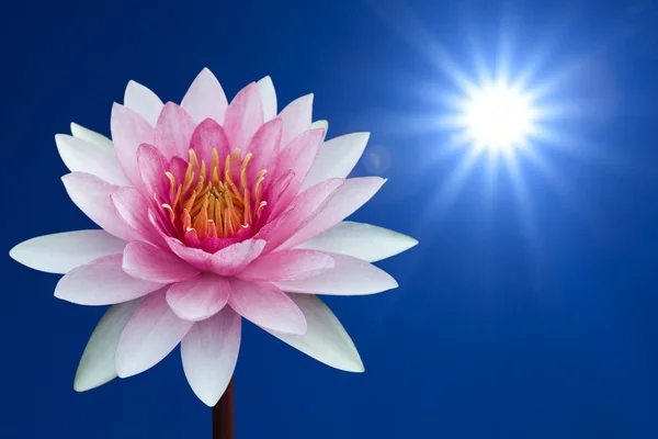 Bahar arka plan üzerinde kırmızı lotus — Stok fotoğraf