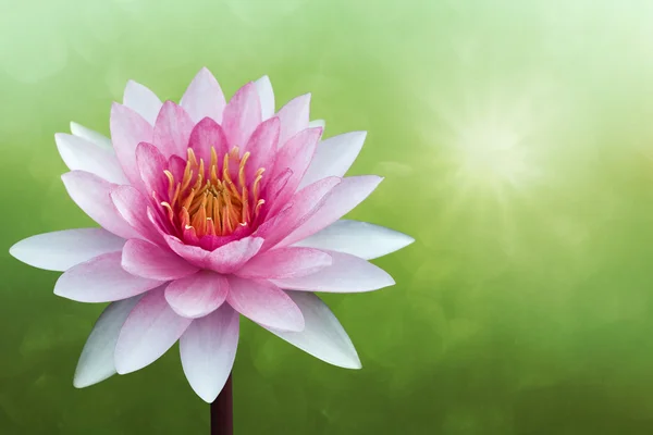 A tavaszi háttér piros lotus — Stock Fotó