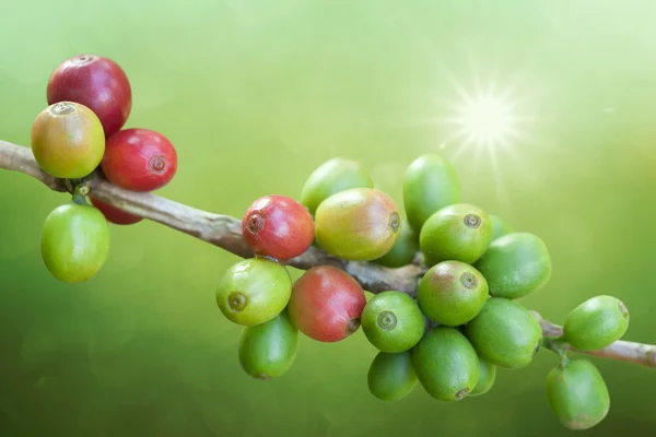 Coffee beans growing — Stock Photo, Image