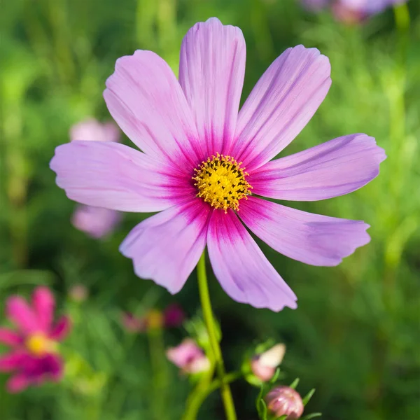 Pink Cosmos Flowers — Stock Photo, Image