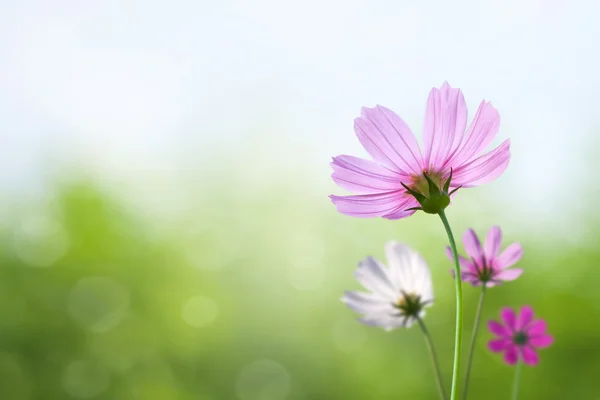 Cosmos flores no fundo da primavera — Fotografia de Stock