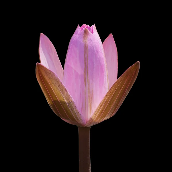 Rosa Lotus isoliert auf schwarz — Stockfoto