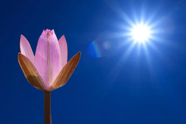 Slunce a Růžový lotos — Stock fotografie