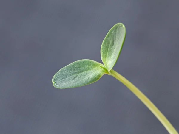 Arbuz sadzonka — Zdjęcie stockowe