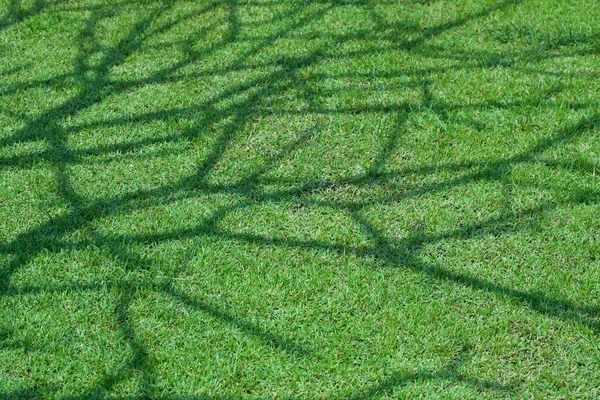 Stín stromu na krátké zelené trávy — Stock fotografie