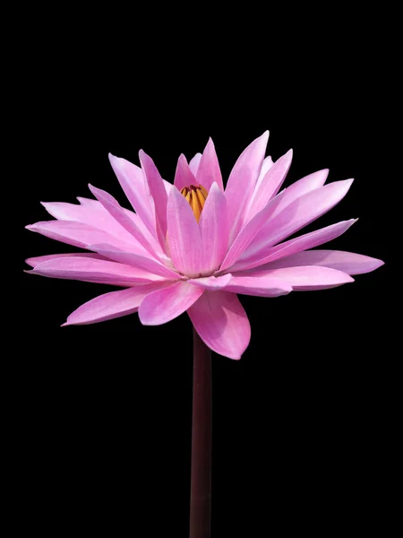 Lotus isolated on black — Stock Photo, Image