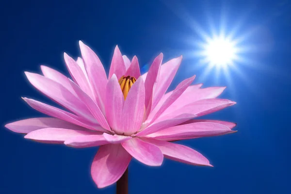 Lotus sur fond de printemps — Photo