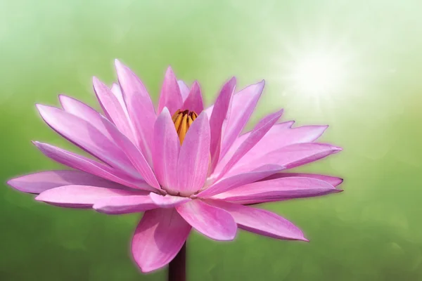 Lotus sur fond de printemps — Photo