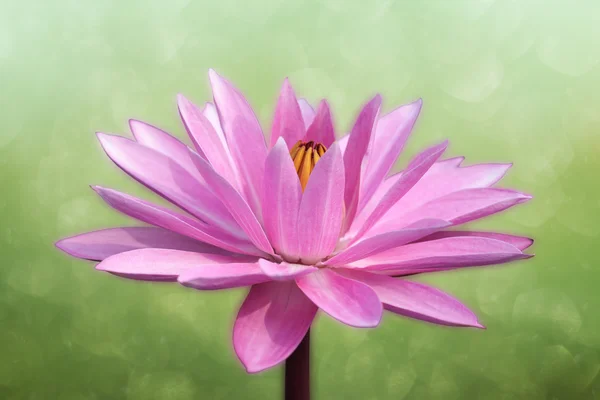 Lotus på våren bakgrund — Stockfoto