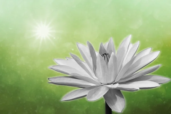Lotus on spring background — Stock Photo, Image