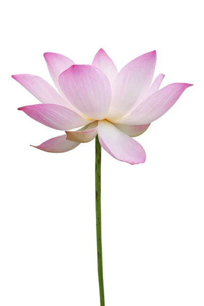 粉红色莲花白隔离 — 图库照片