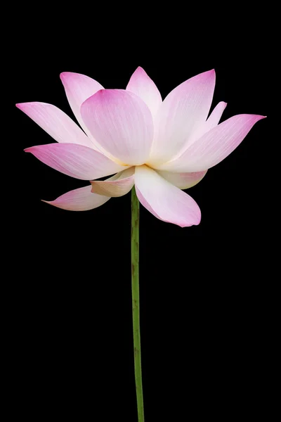 孤立在黑色的粉红色莲花 — 图库照片