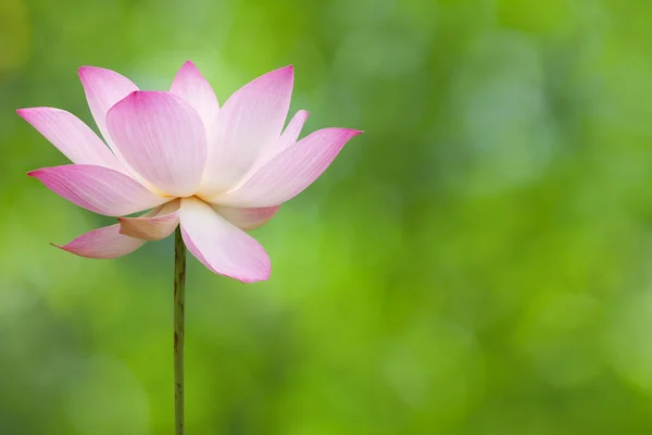 Flor de lótus — Fotografia de Stock