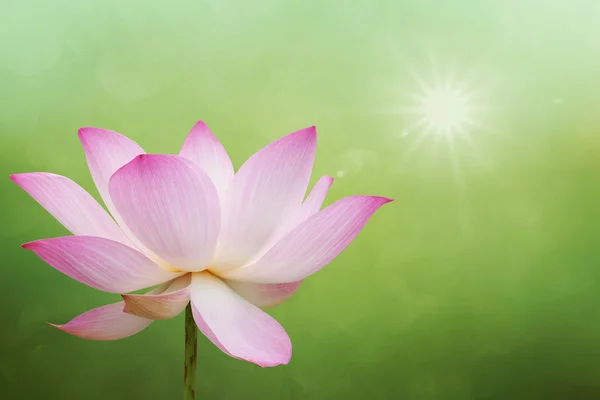 Fleur de lotus — Photo