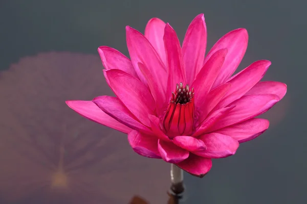 분홍색 수련 — 스톡 사진