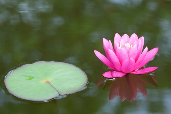Рожева вода Лілія — стокове фото