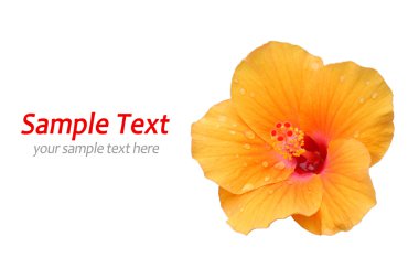 Yellow Hibiscus clipart