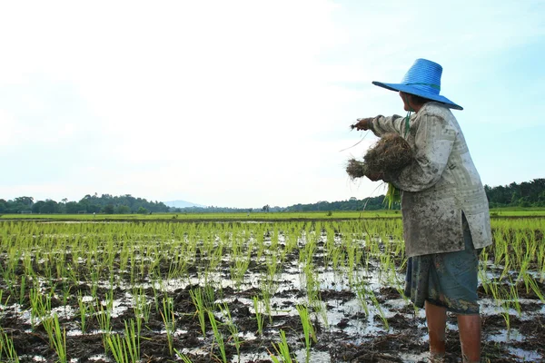 Thai farmer — Stock Fotó