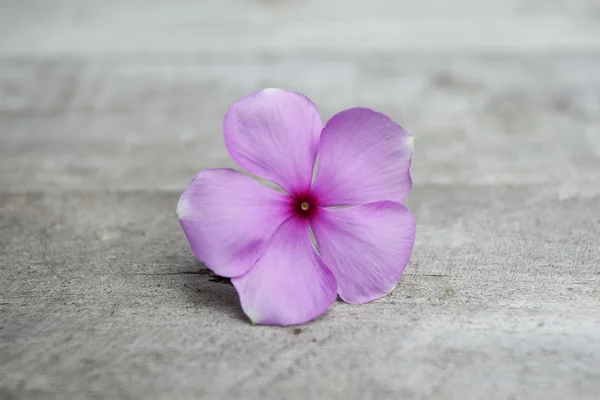 Фиолетовый перивинкль — стоковое фото