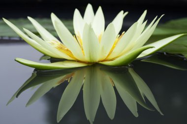 Yellow Waterlily clipart