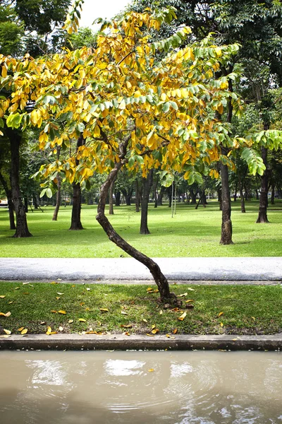 Bellissimo albero autunnale — Foto Stock