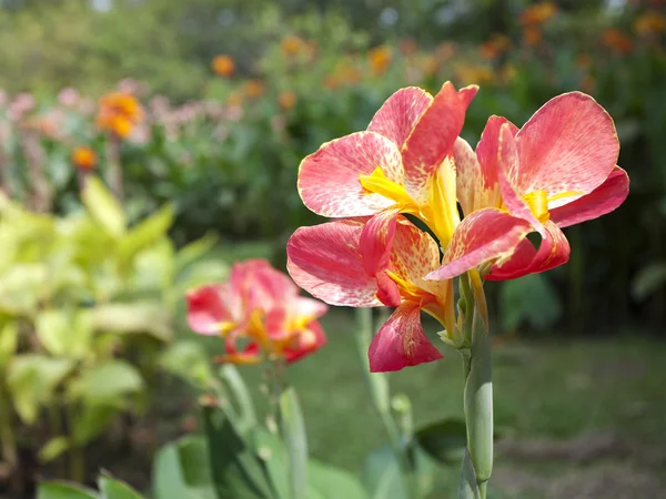 Rote Canna-Blütenpflanzen — Stockfoto