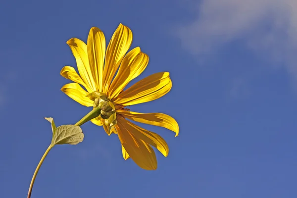 Schöne Sonnenblumen — Stockfoto