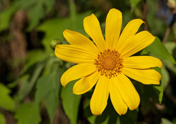 Mooie zonnebloemen — Stockfoto
