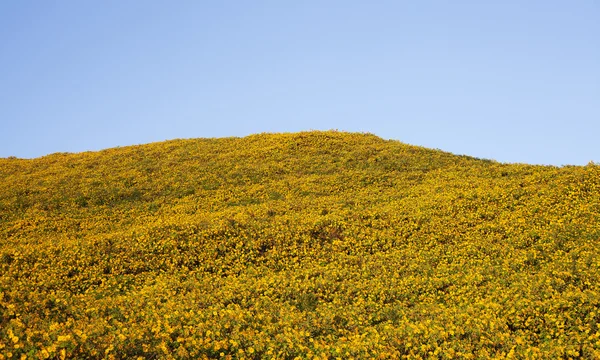 stock image Beautiful sunflowers