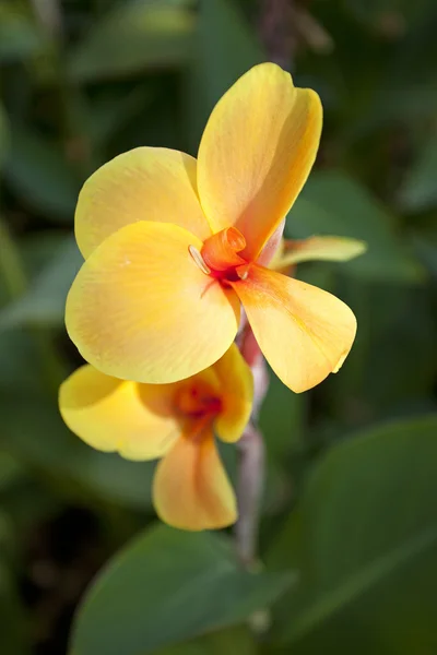 Yellow Canna flower — Stock Photo, Image