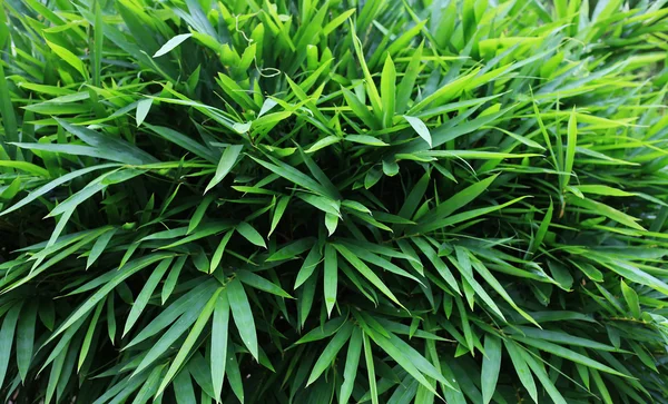 Hojas de bambú verde — Foto de Stock