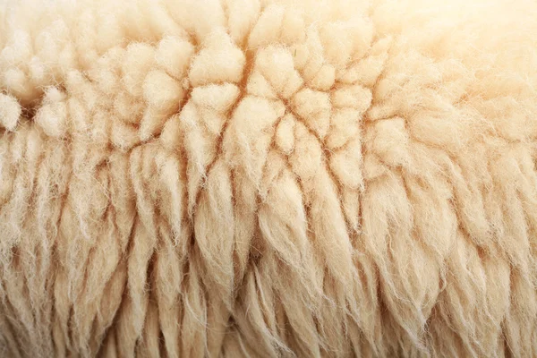 Koyun derisi — Stok fotoğraf