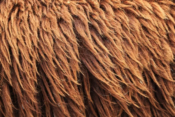 Pele de carneiro marrom — Fotografia de Stock
