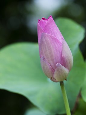 pembe lotus bud