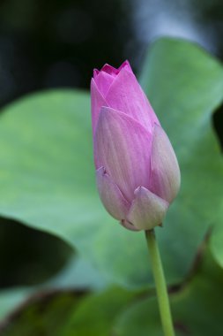 pembe lotus bud