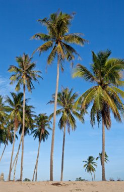 Hindistan cevizi ağaçları ile tropikal kum plaj