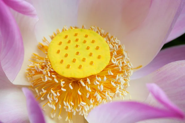 Closeup of Pink Lotus — Stock Photo, Image