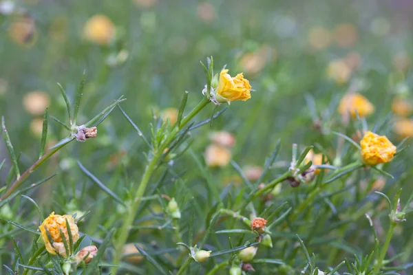 Γλιστρίδα κίτρινα λουλούδια — Φωτογραφία Αρχείου