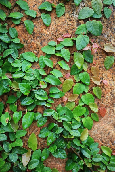 石と緑の植物 — ストック写真