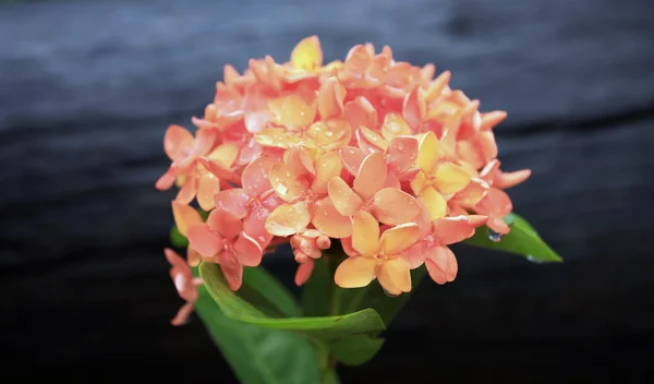 Orange Ixora Flowers — Stock Photo, Image