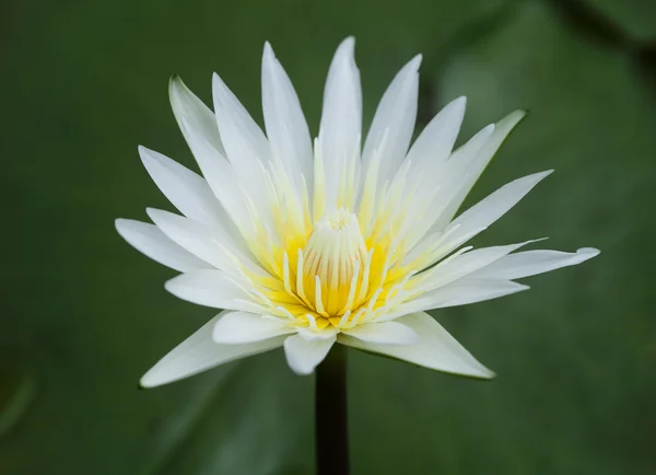 White Waterlily — Stock Photo, Image