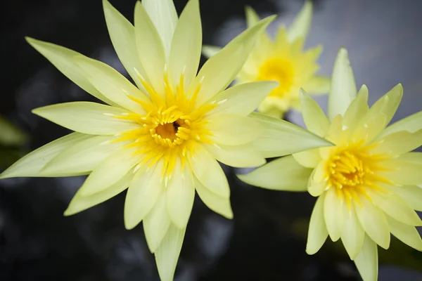 Gele waterlily — Stockfoto