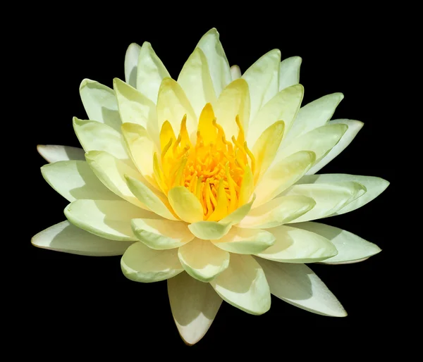Yellow Water Lily — Stock Photo, Image