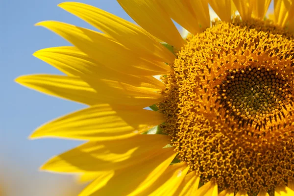 Sunflower detail — Stock Photo, Image