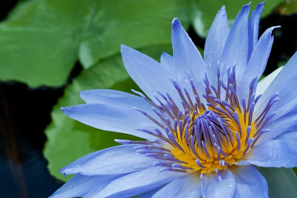 Modrý lotos — Stock fotografie