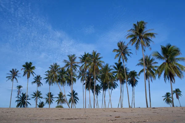 Tropical sand beach with coconut trees — Stock Photo, Image