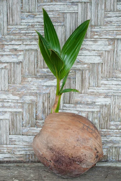 코코넛 새싹 — 스톡 사진